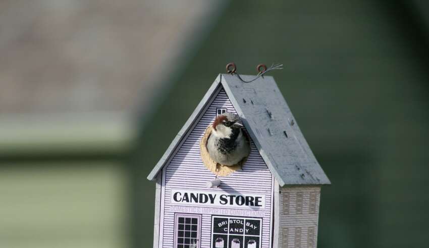 De ce multi oameni prefera proiecte case mici sub 50 mp
